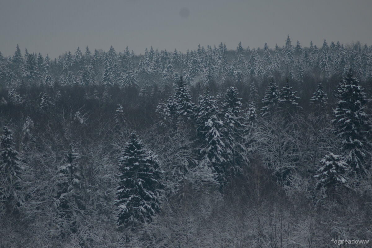 Зимний лес - fogmeadowww m