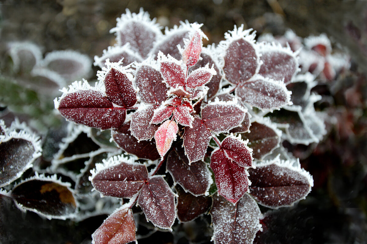 Зима накинула на листья ажурный пеньюар... - Надежда Куркина 