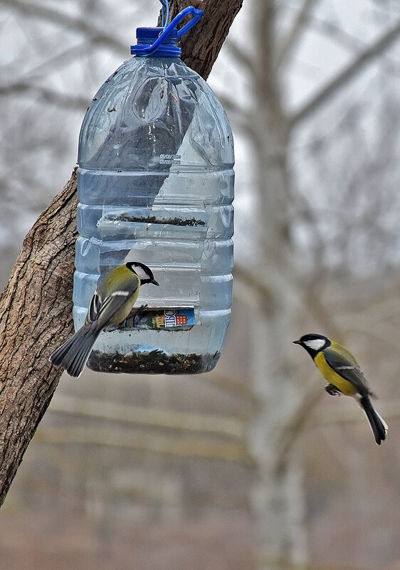 Непоседы-синички. - Валентина  Нефёдова 