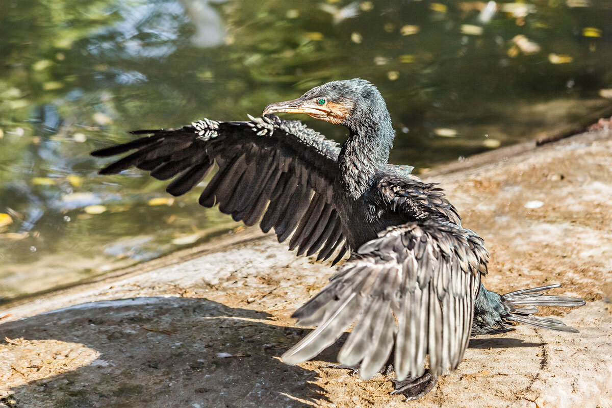 Баклан - SanSan 