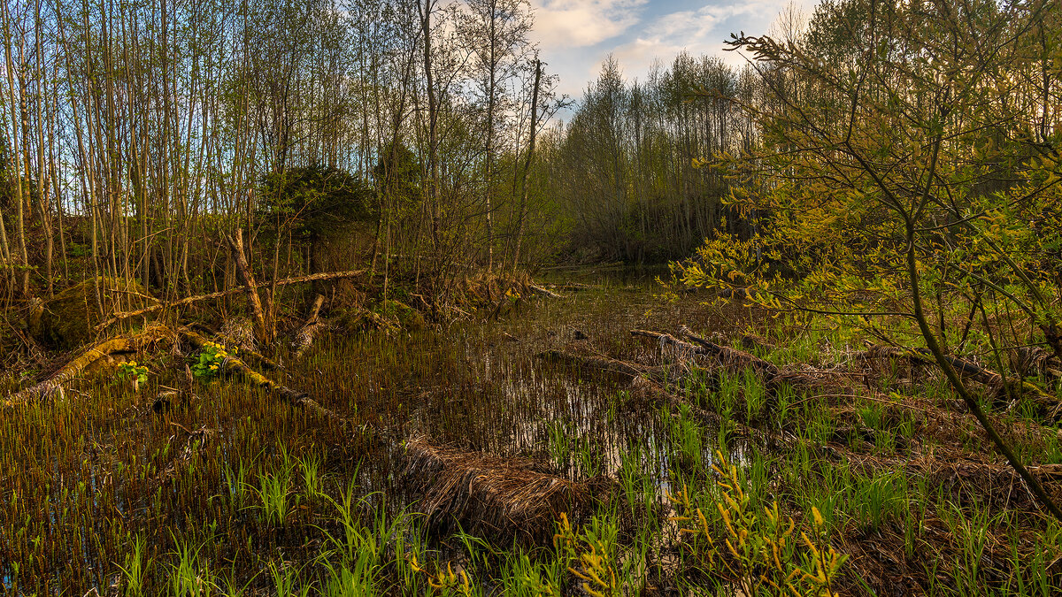 Тверские болота - Владимир Лазарев