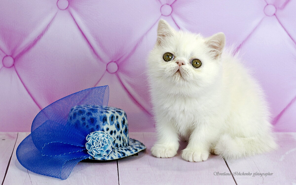 Зося - Светлана Ищенко