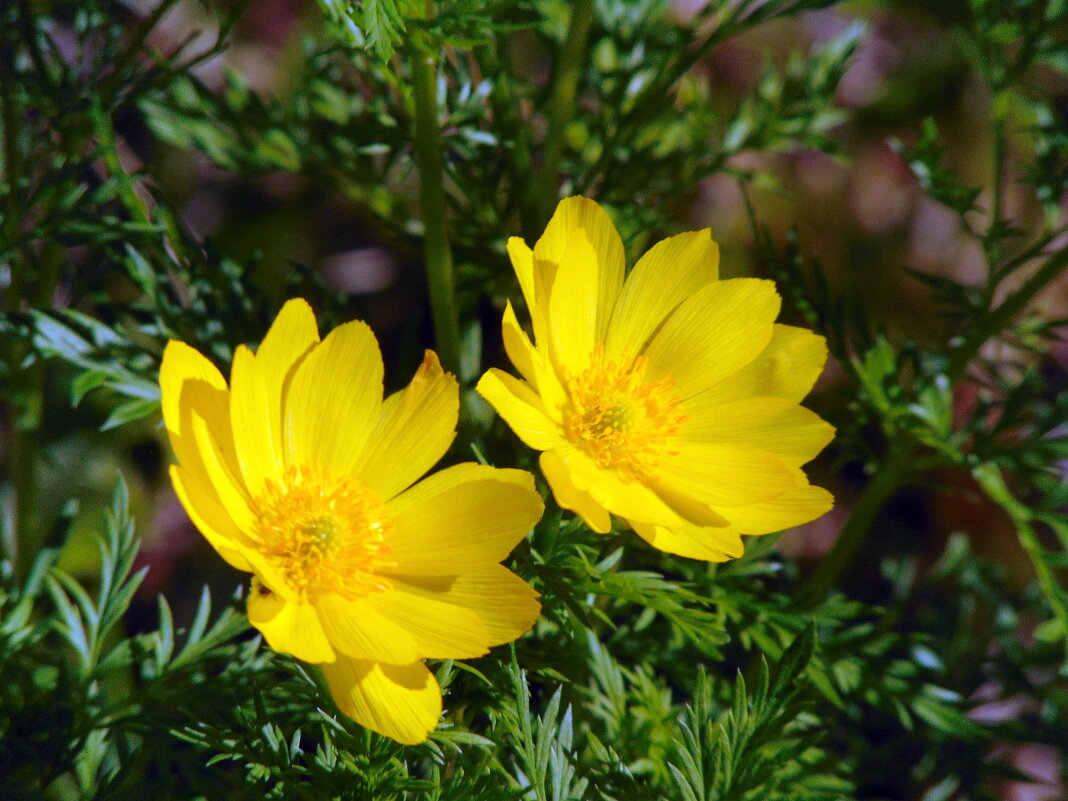 Весенний горицвет. - nadyasilyuk Вознюк