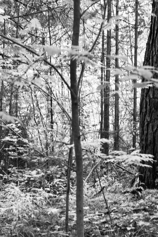 Фотография - Денис Безногов