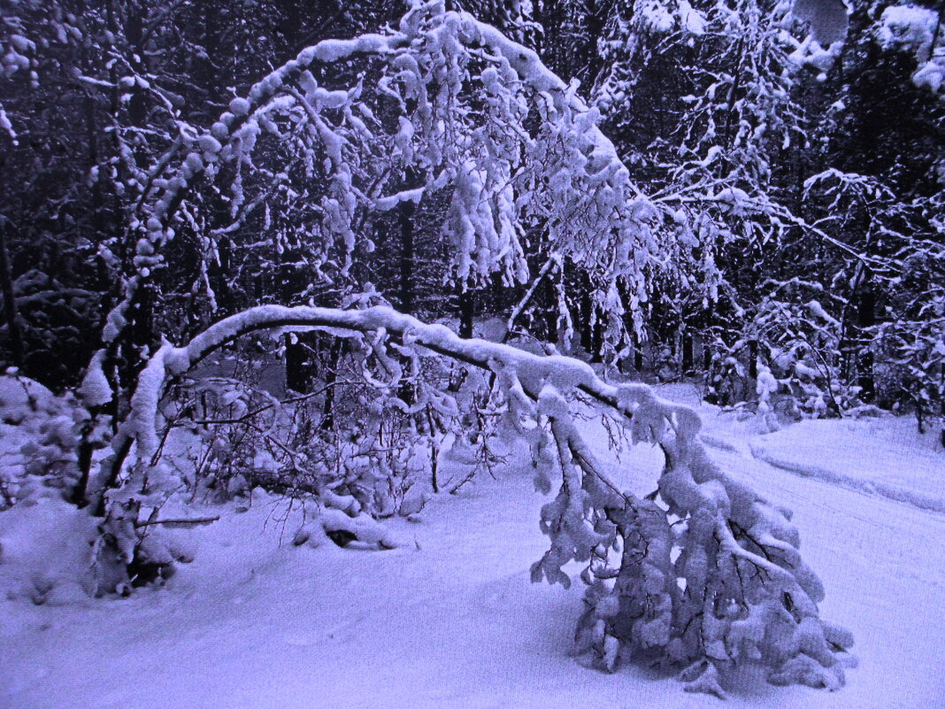 После снегопада - Людмила Смородинская После снегопада - Людмила Смородинская
