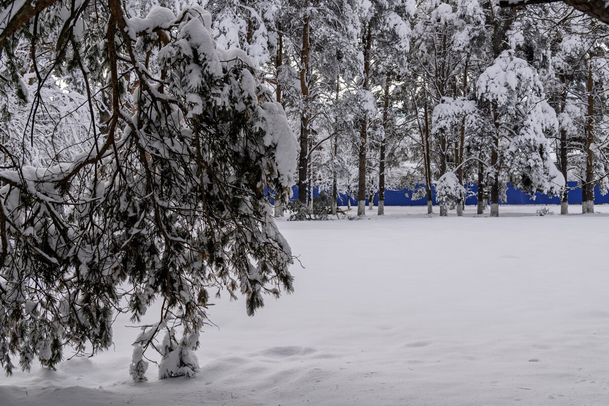 Зимний парк - Игорь Сикорский