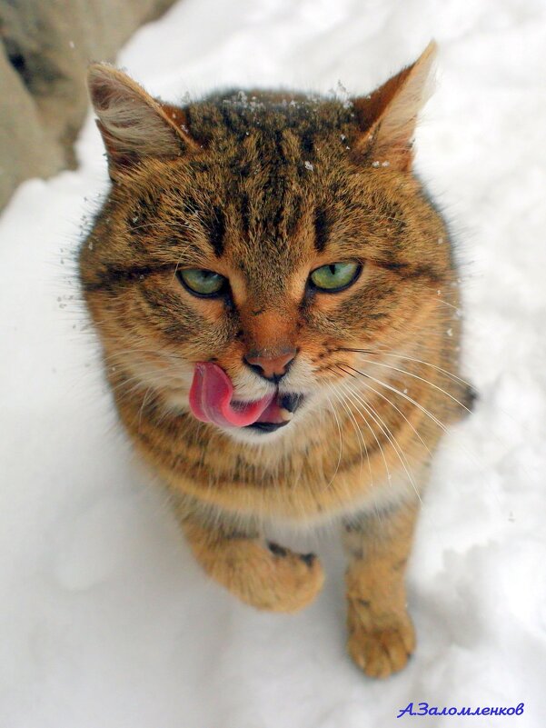 Ну, давай вкусняшку и гладь! :-) - Андрей Заломленков