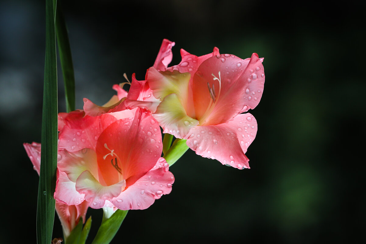 Гладиолус - Игорь Шевченко