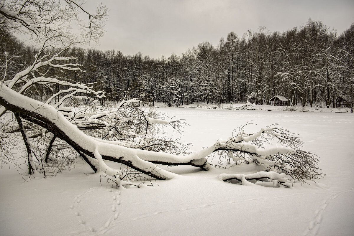 Замёрсший пруд. - Николай Галкин 
