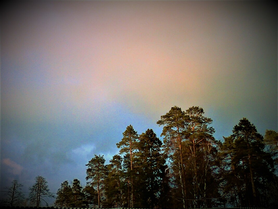 Сосны - Nora Nowhere