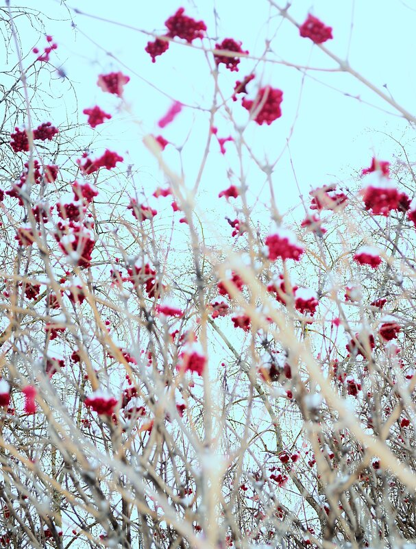 Зимняя рябина. - Василий Палий