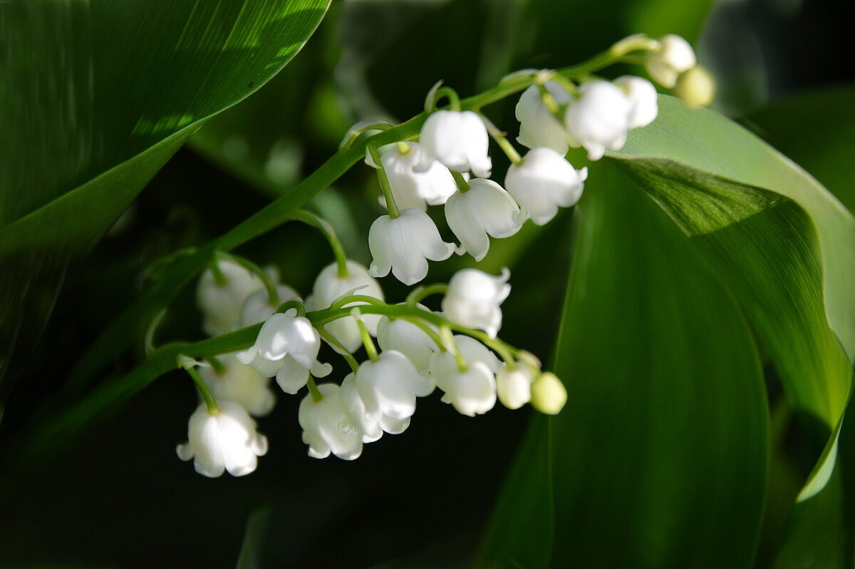Ждём весну... - Надежда Куркина 