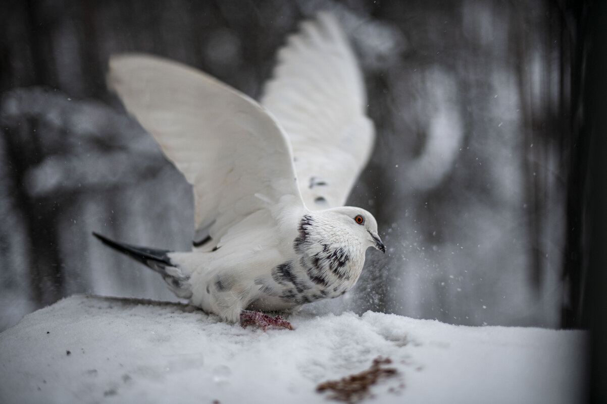 Жора) - Алла Федосеева
