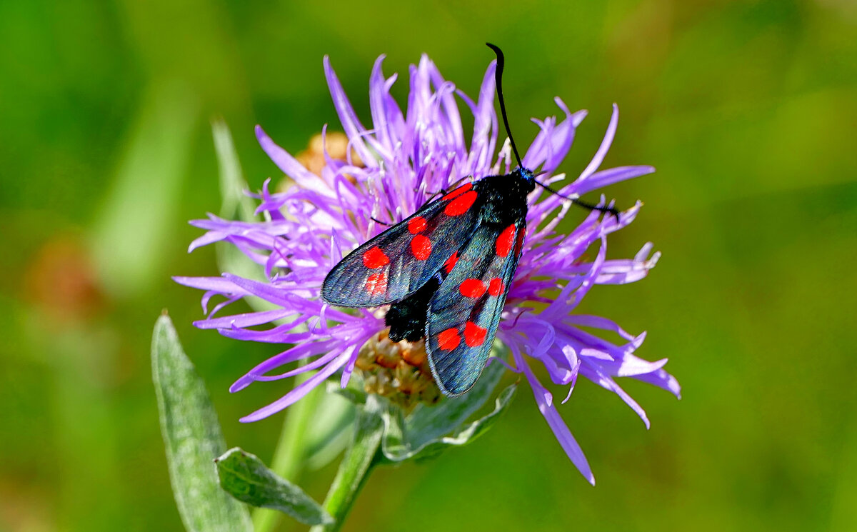 опять про бабочек...302 - Александр Прокудин