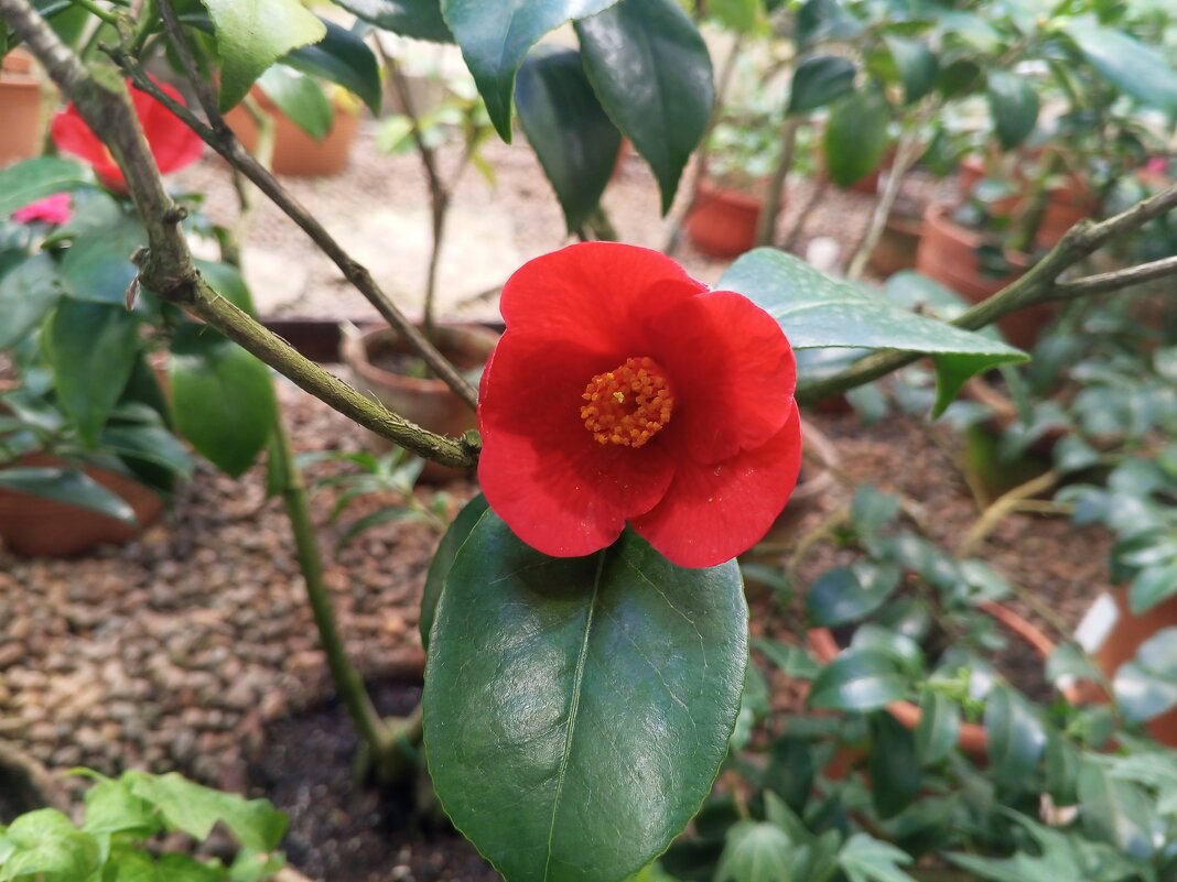 Камелия - Сапсан 