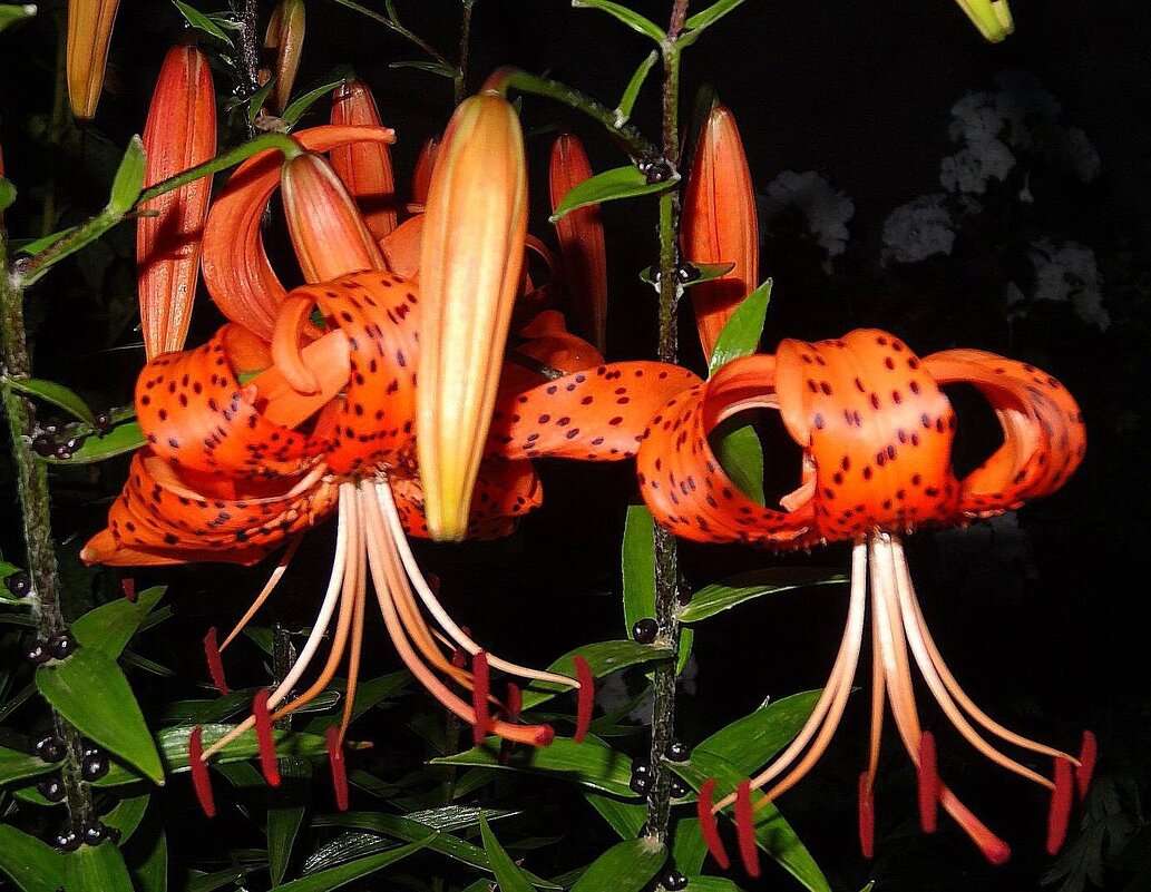 Лилии вечером - Наталья ***