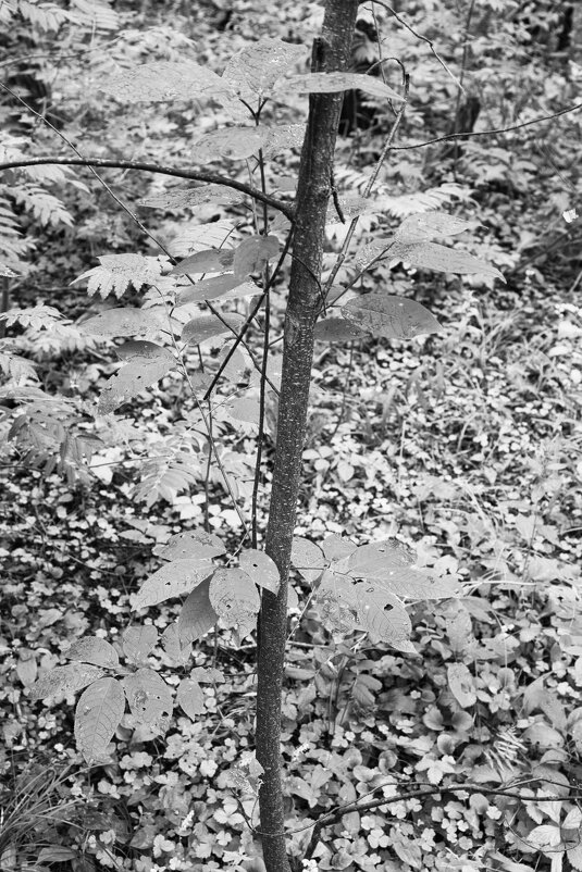 Фотография - Денис Безногов