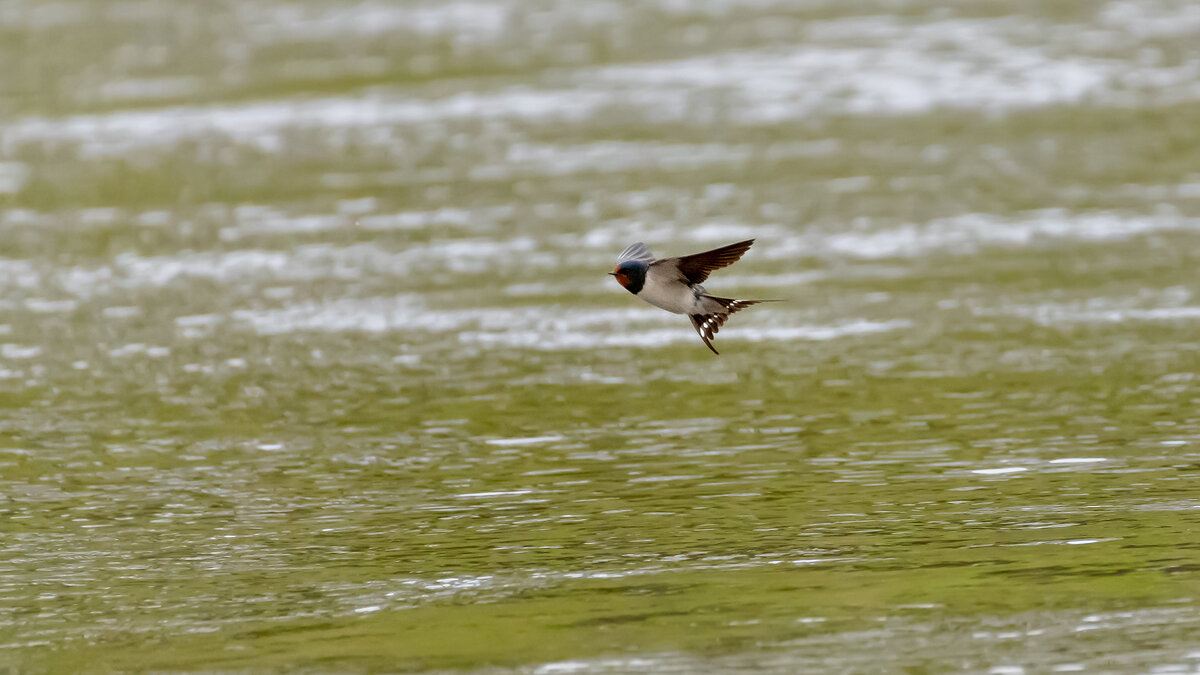 Ласточка - косатка - Владимир Лазарев Ласточка - косатка - Владимир Лазарев