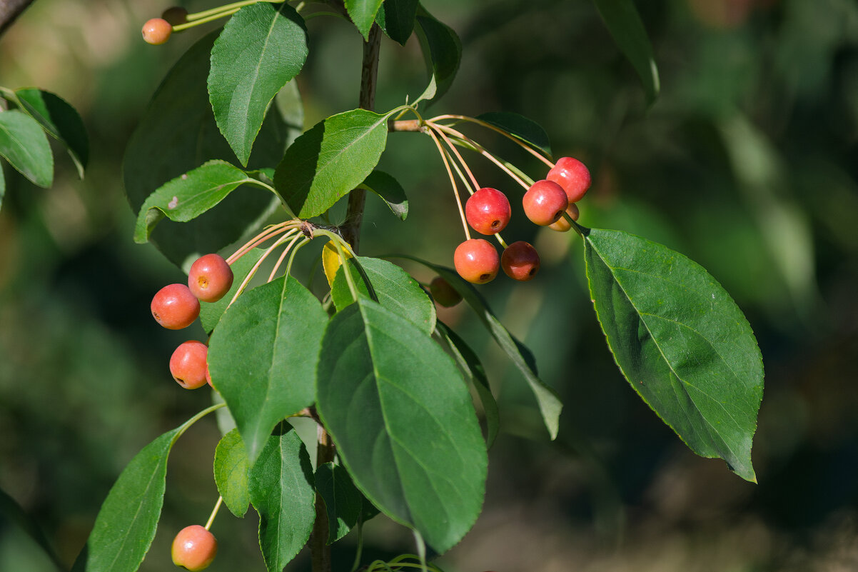 *** - Виктор Иванович Чернюк