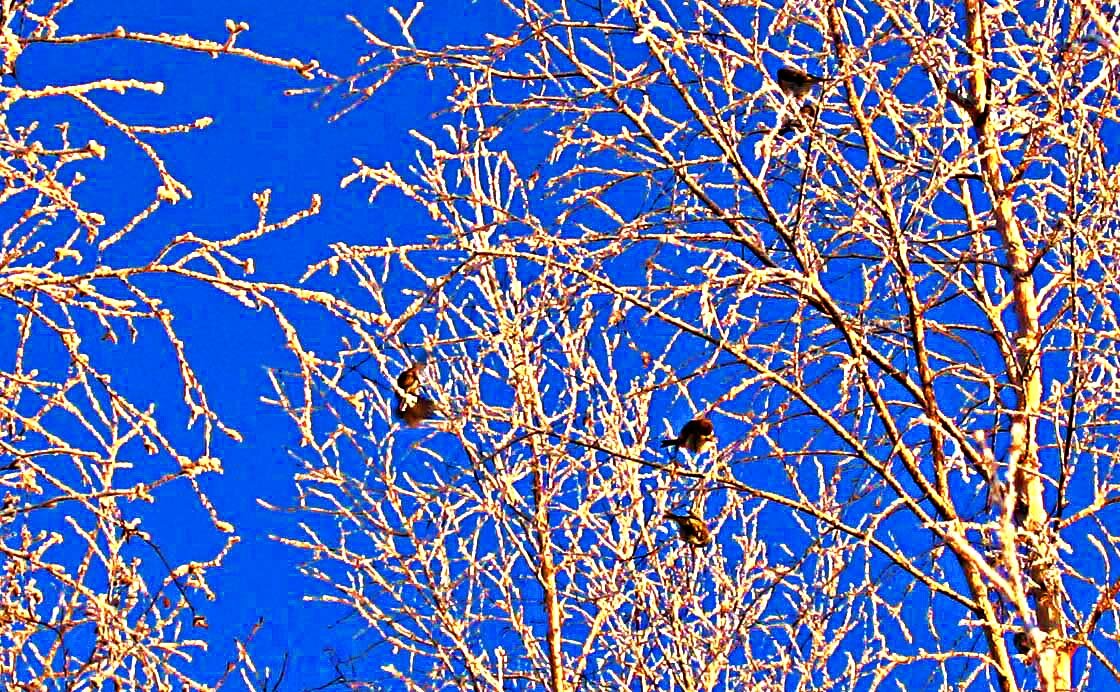 Январь..Пичужки на березах! - Владимир Январь..Пичужки на березах! - Владимир