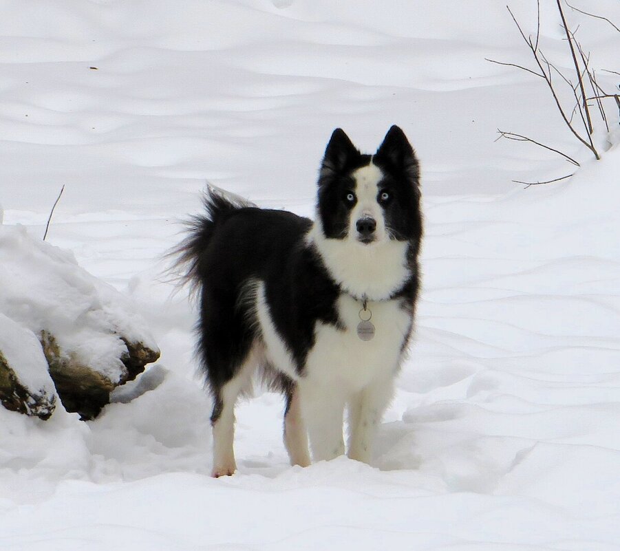 Случайная встреча - Лариса С.