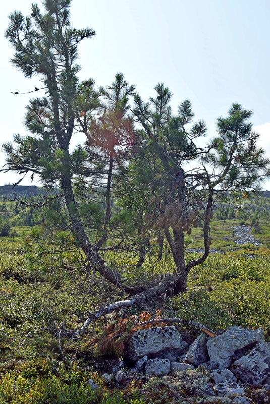 Цепляется за жизнь. - ВикТор Быстров Цепляется за жизнь. - ВикТор Быстров