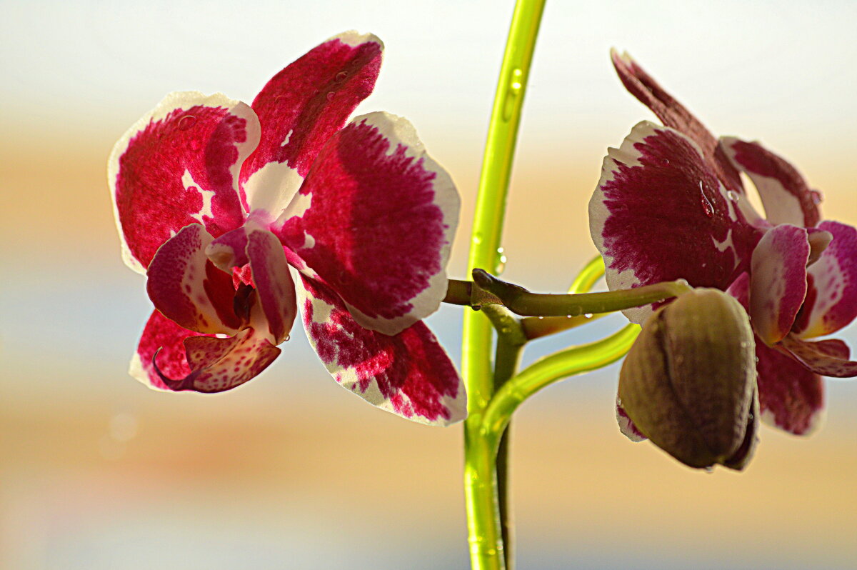 Ещё одна расцвела в новогодние каникулы - Татьяна Лютаева Ещё одна расцвела в новогодние каникулы - Татьяна Лютаева