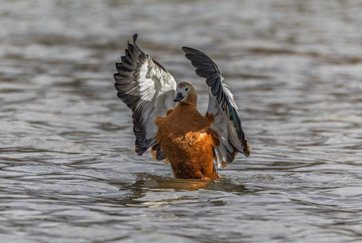 огарь в полете. - юрий макаров