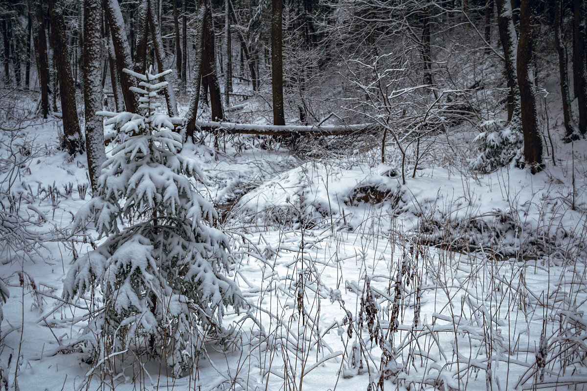 У лесного ручья - Сергей Цветков