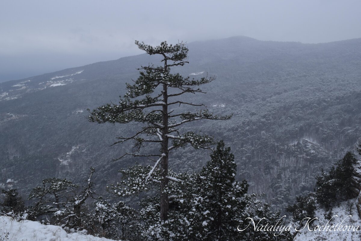 Природа Крыма - Amazing Cosmea Природа Крыма - Amazing Cosmea
