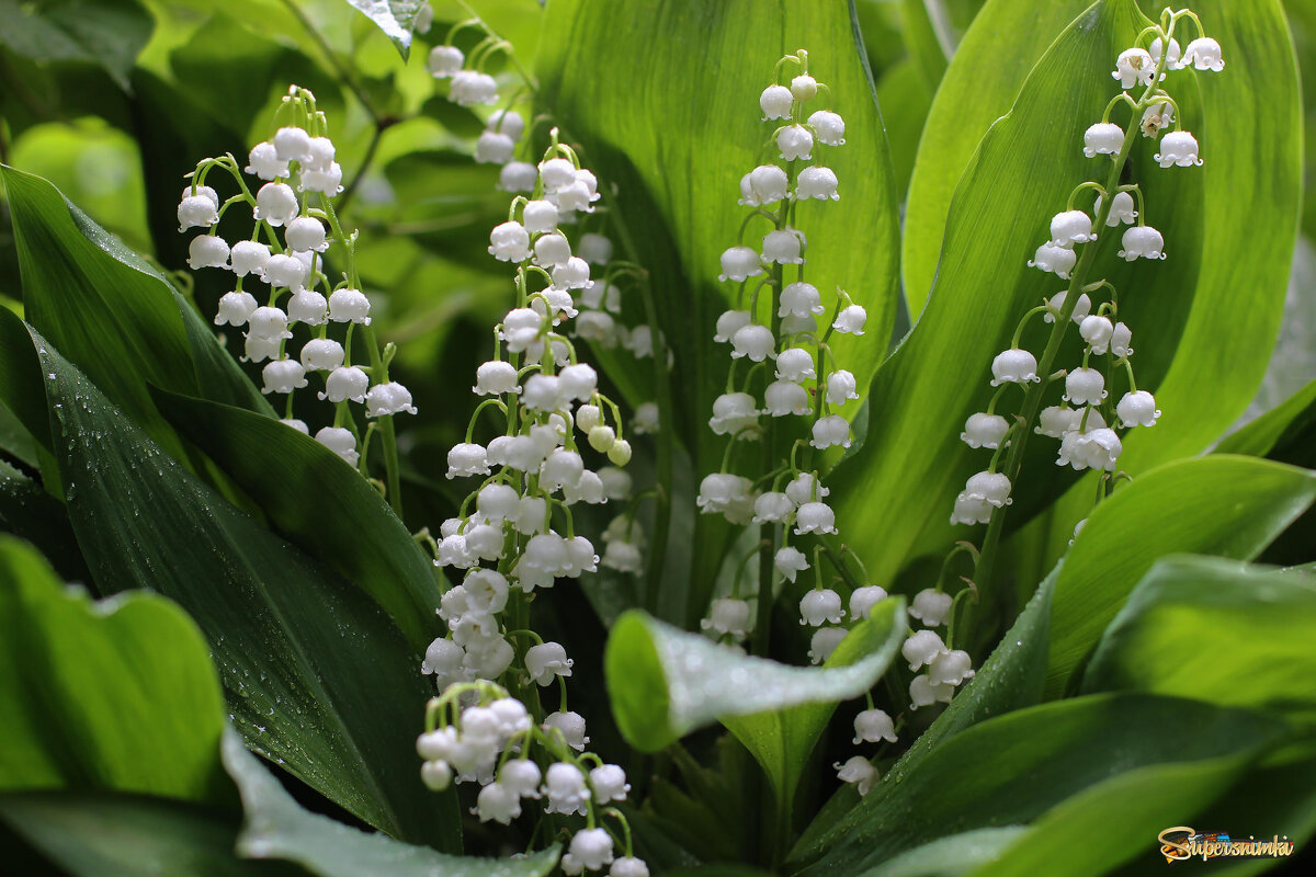Весенняя свежесть ароматов - елена беликова