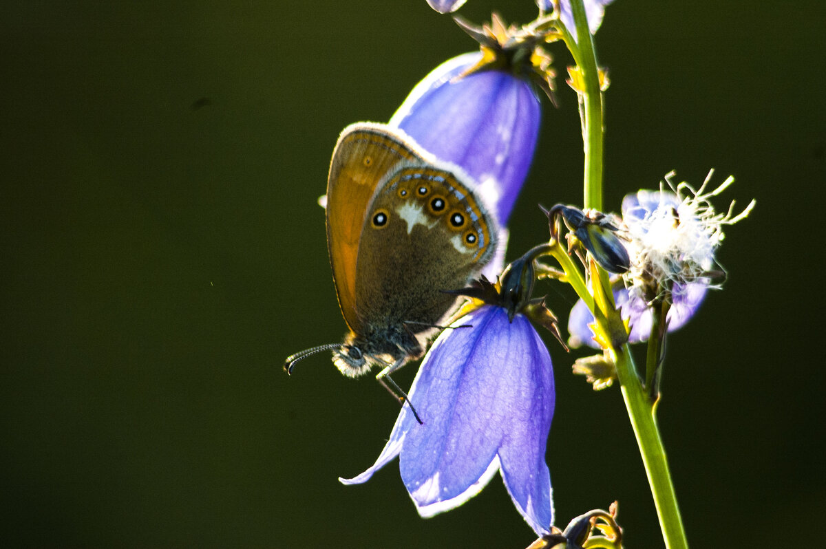 ..... - Сергей Соколкин.