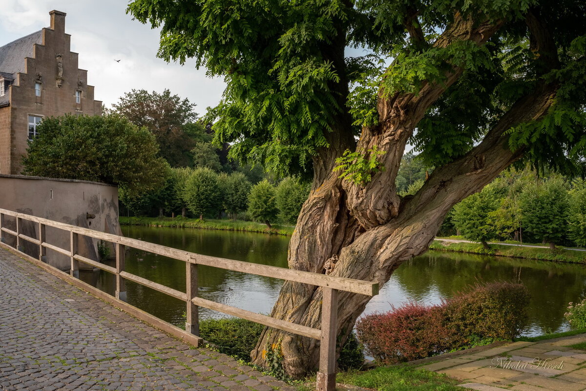 Старое дерево... - Николай Гирш
