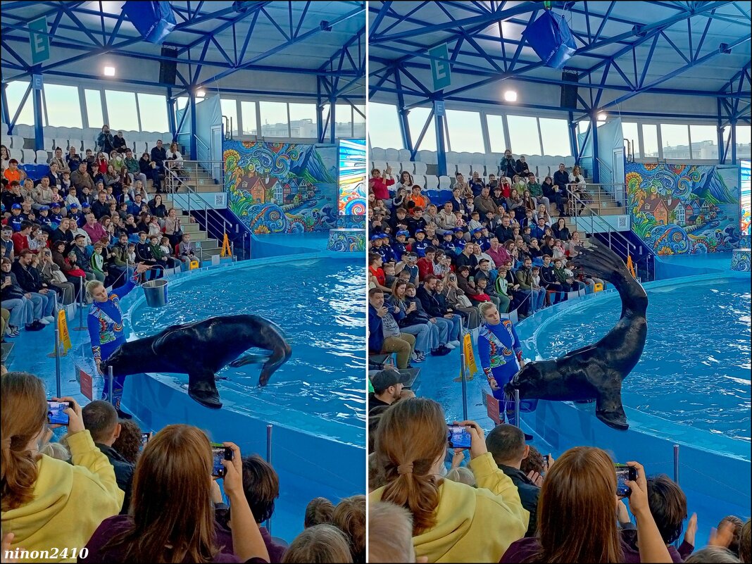 Адлер. Сочи Парк... шоу дельфинов и морских львов - Нина Бутко