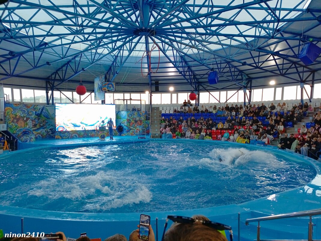 Адлер. Сочи Парк... шоу дельфинов - Нина Бутко Адлер. Сочи Парк... шоу дельфинов - Нина Бутко