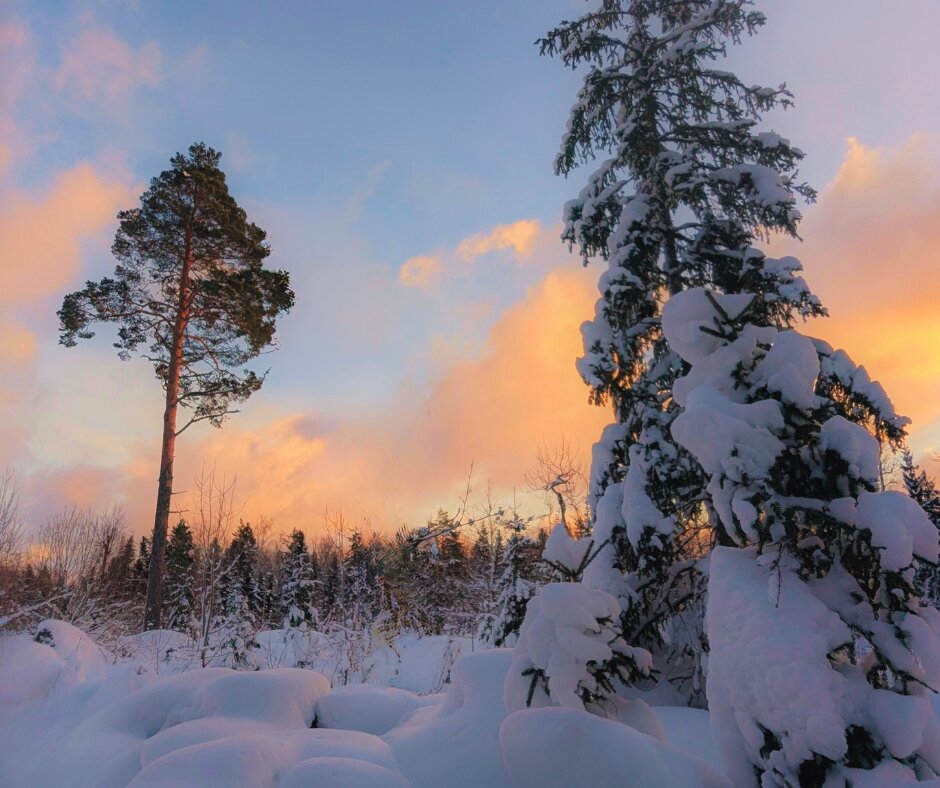 Свет января - liudmila drake