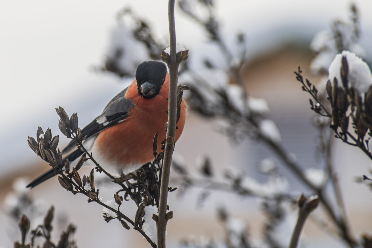 Снегирь на ветке сирени - Сергей Ц