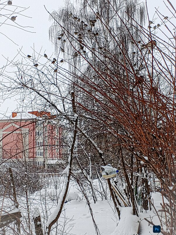 Воробушки на ветвях зимой - Юлия Денискина
