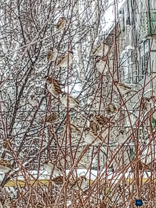 Воробушки на ветвях деревьев - Юлия Денискина