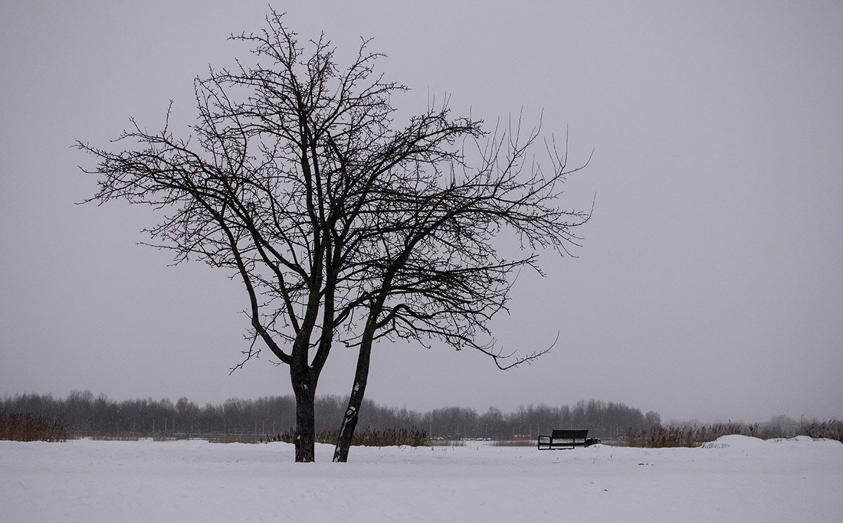 Зимний парк - VL 