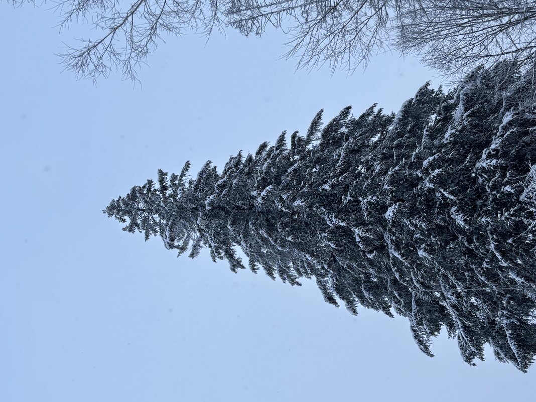 Ель - Ольга Савельева 