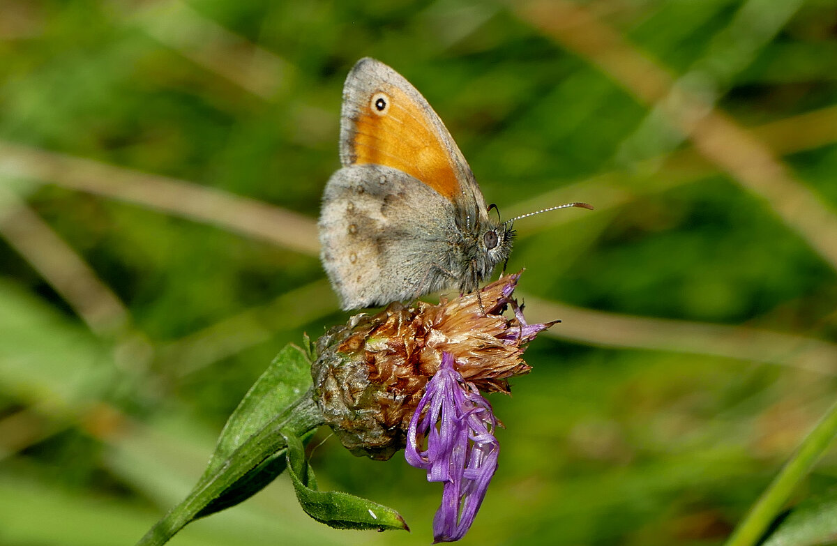 опять про бабочек...306 - Александр Прокудин