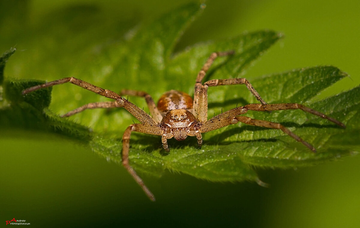 На листике - Андрей Пристяжнюк