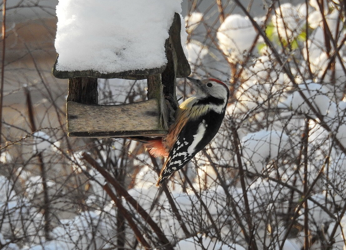 в саду зимой - ИННА ПОРОХОВА