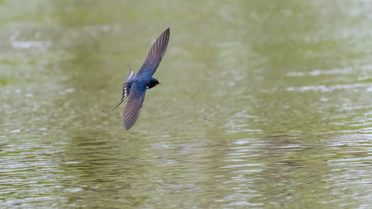 Косатка в полете - Владимир Лазарев