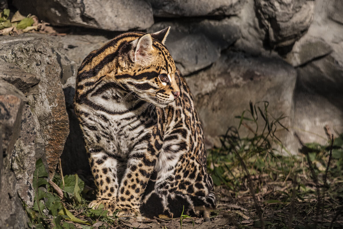 Оцелот - SanSan 