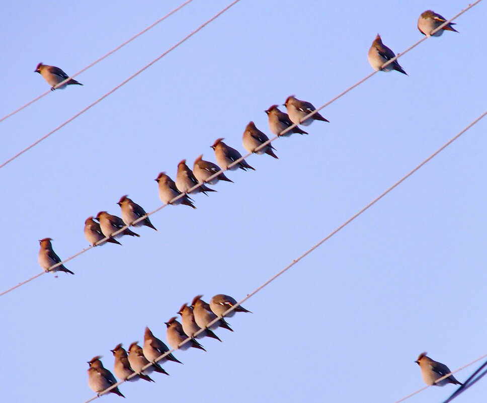 На проводах. - сергей ермошкин