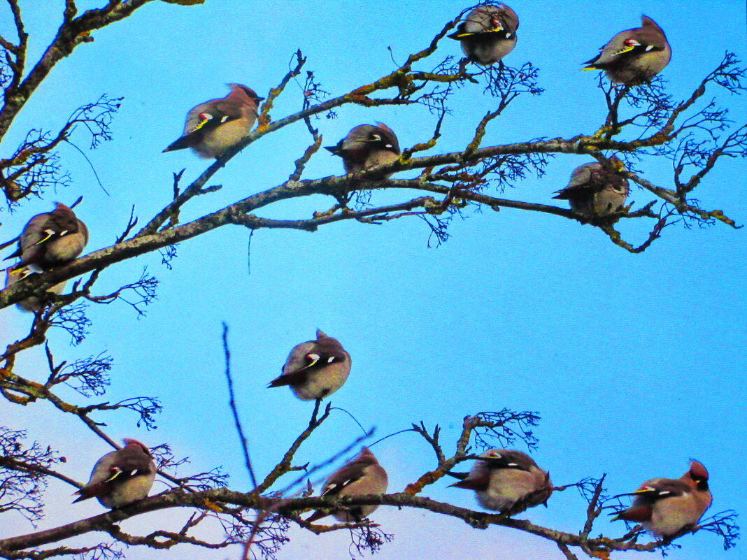 Прилетели свиристели, но до них уже всё съели - Людмила Смородинская