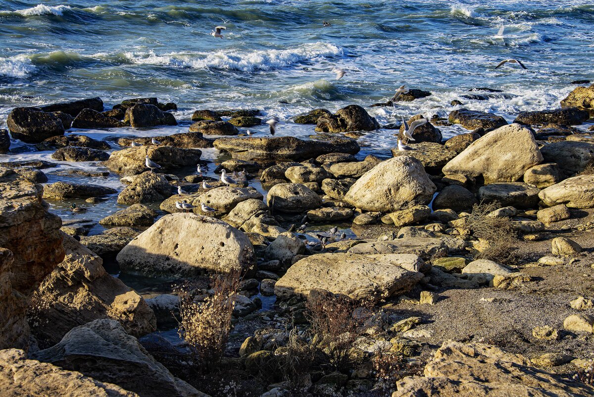 Берег Каспия - Анатолий Чикчирный