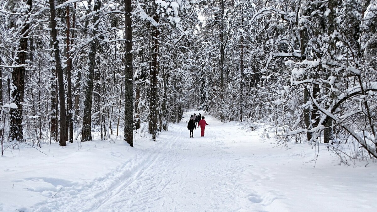О любителях зимних прогулок по лесу. - Милешкин Владимир Алексеевич 
